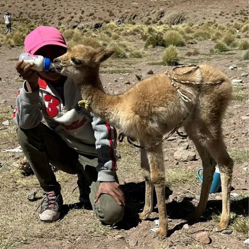 La AECID impulsa la recuperación de los bofedales bolivianos contra la desertificación