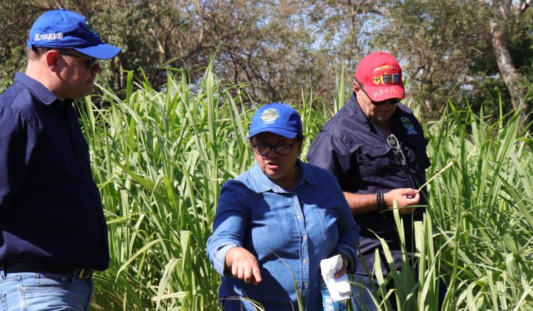 Construcción de la NAMA en Ganadería Bovina de El Salvador