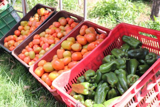 Caja con tomates