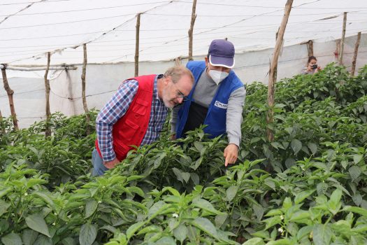 Mostrando productos agrícolas